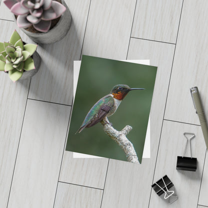 Macro Hummingbird Card Bundles (w/envelopes)