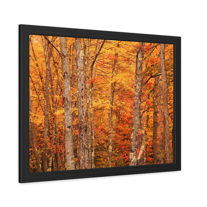 Forest of Autumn Colors Framed Fine Art Photograph