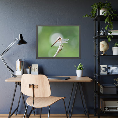 Dramatic Dragonfly Framed Print | Nature Photography