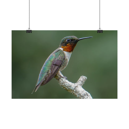 Ruby-Throated Hummingbird Fine Art Print