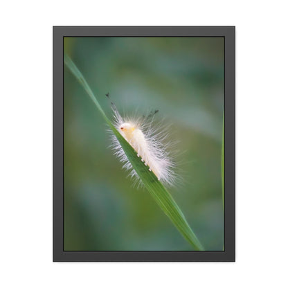 Fuzzy Feets Caterpillar Framed Print | Nature Photography