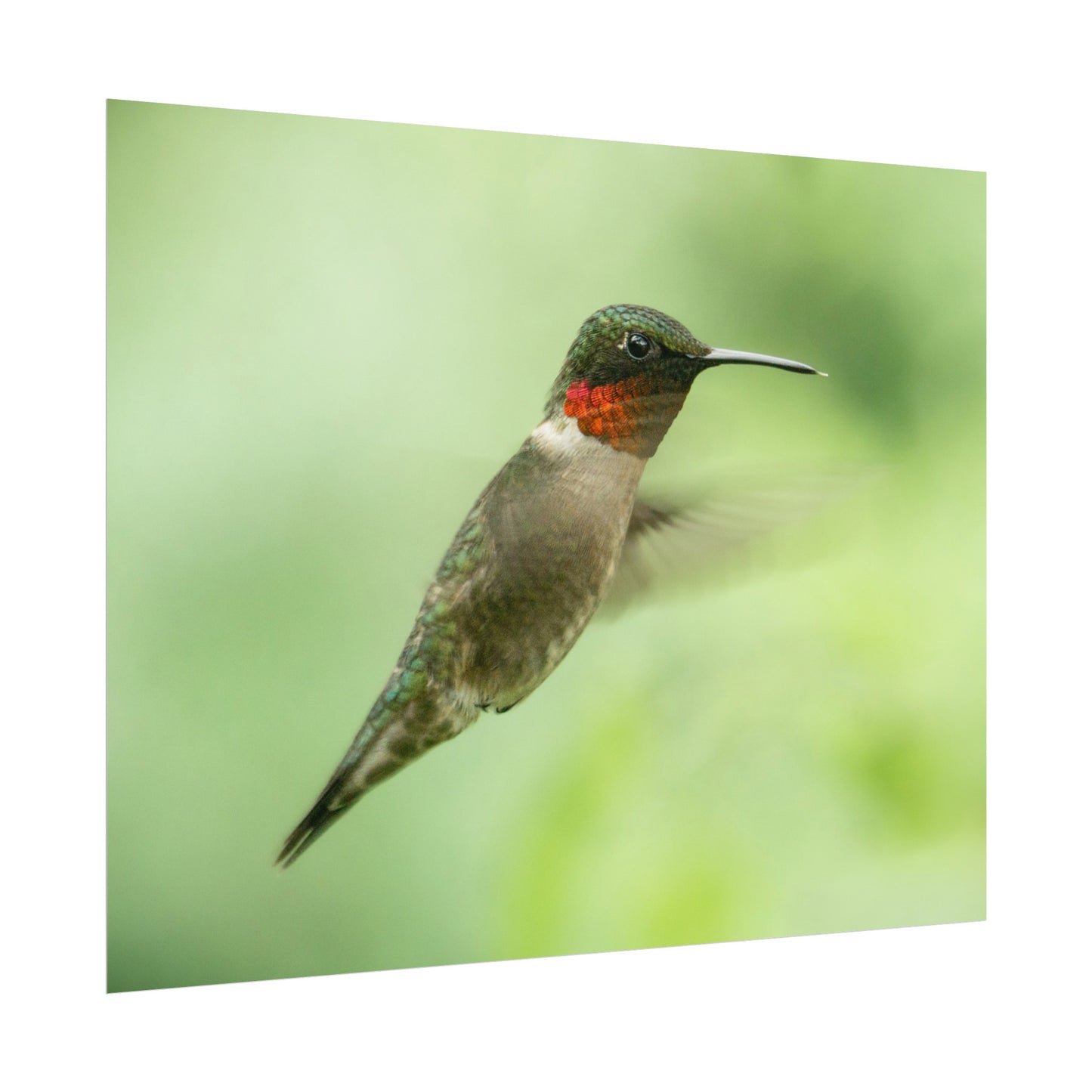 Hummingbird In-Flight Fine Art Print