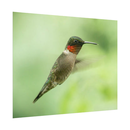 Hummingbird In-Flight Fine Art Print