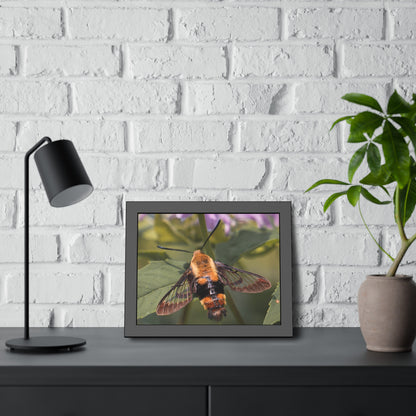 Sleeping Hummingbird Moth Framed Print | Nature Photography
