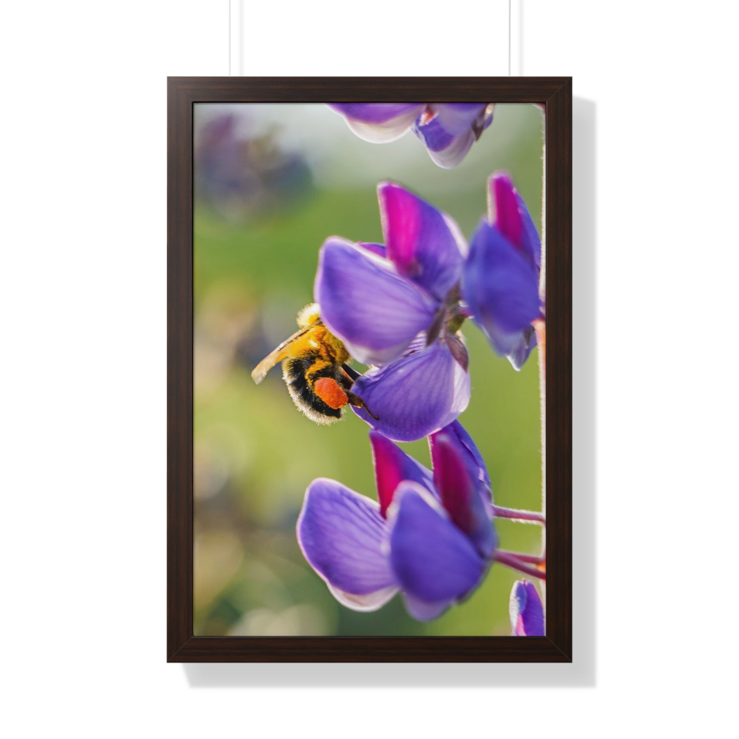 Bumble Bee Pollinates Lupine Flowers Framed Matte Print