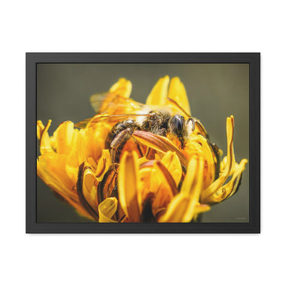 Macro Bee Pollinating Dandelion Framed Fine Art Photograph