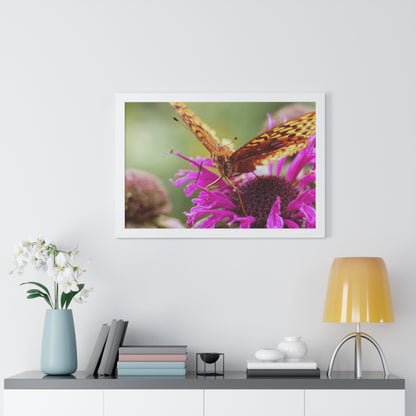 Fritillary Butterfly in Macro Framed Matte Print