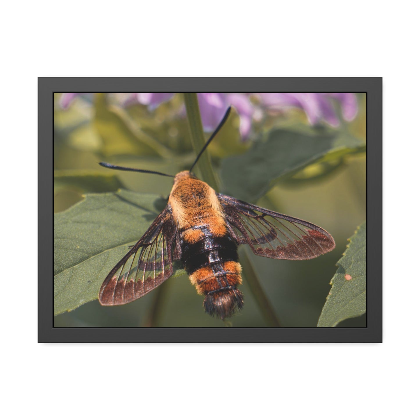 Sleeping Hummingbird Moth Framed Print | Nature Photography