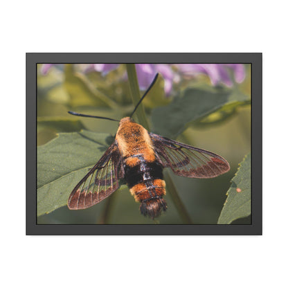 Sleeping Hummingbird Moth Framed Print | Nature Photography