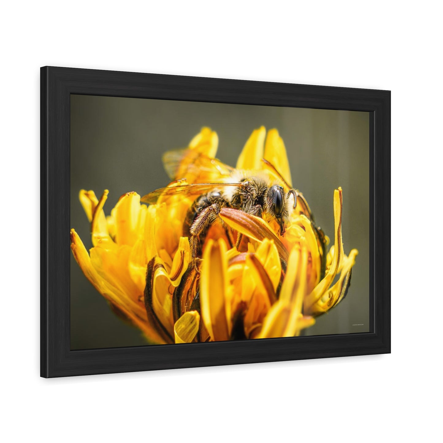 Macro Bee Pollinating Dandelion Framed Fine Art Photograph