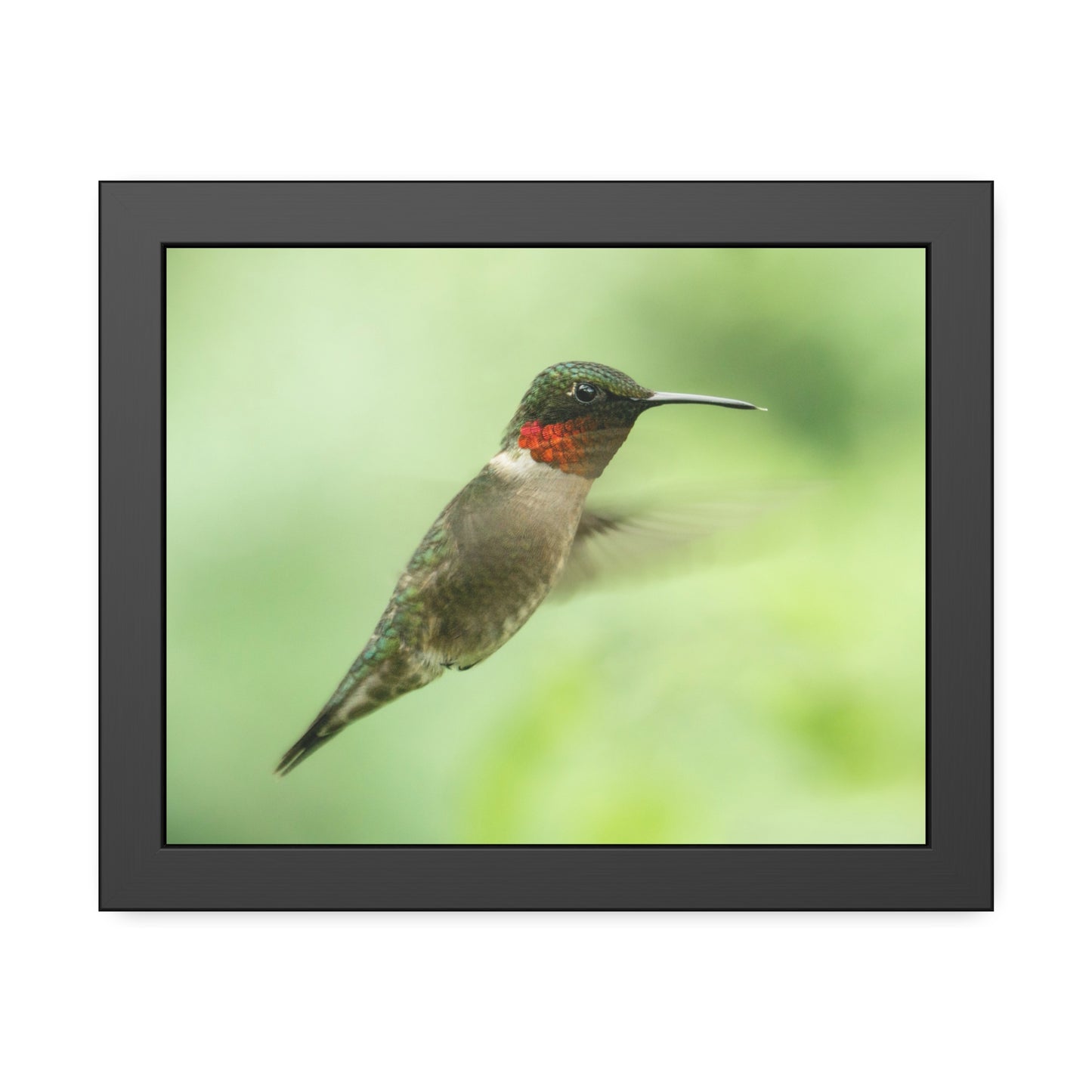 Hummingbird In-Flight Framed Print | Nature Photography