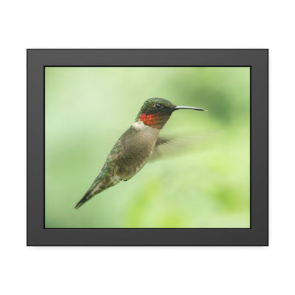 Hummingbird In-Flight Framed Print | Nature Photography
