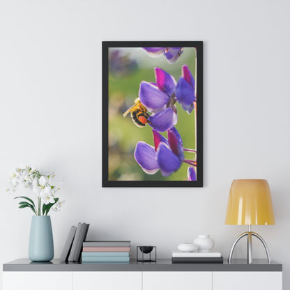 Bumble Bee Pollinates Lupine Flowers Framed Matte Print