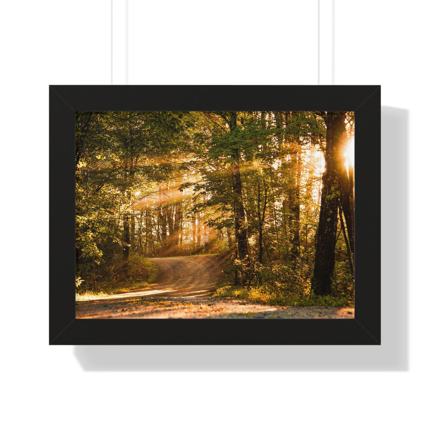 Sunbeams Streaming Onto Forest Path Framed Matte Print