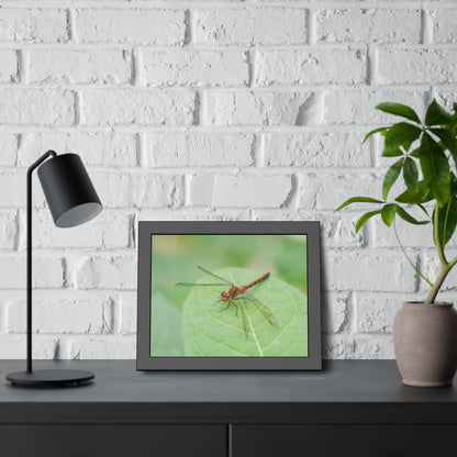 Dragonfly Poses on Leaf Framed Print | Nature Photography