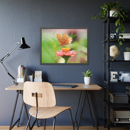 Fritillary Butterfly on Zinnia Framed Print | Nature Photography