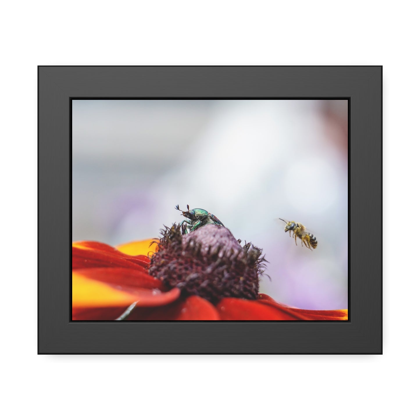 Japanese Beetle and Honey Bee Framed Print | Nature Photography