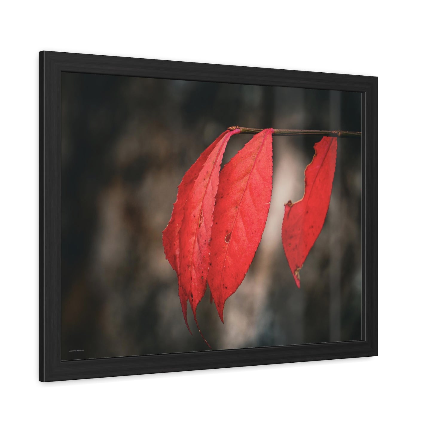 Leaves of Red Framed Fine Art Photograph