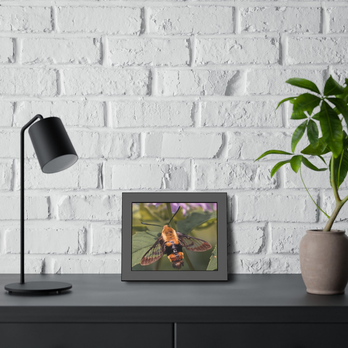 Sleeping Hummingbird Moth Framed Print | Nature Photography