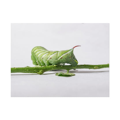 Tomato Hornworm Caterpillar Fine Art Print