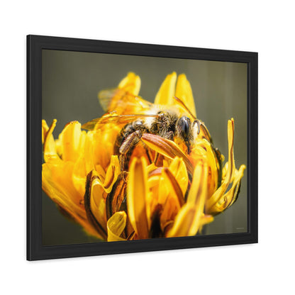 Macro Bee Pollinating Dandelion Framed Fine Art Photograph