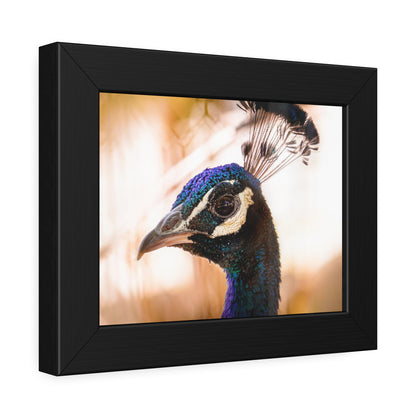 Peculiar Peacock Framed Print | Nature Photography