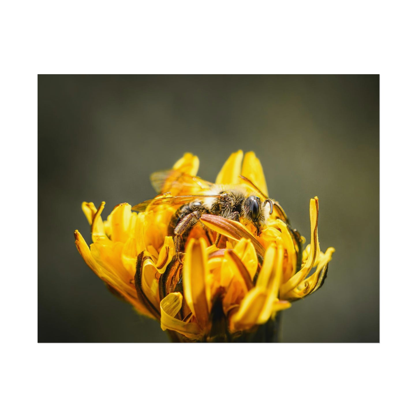 Macro Bee Pollinating Dandelion Fine Art Print