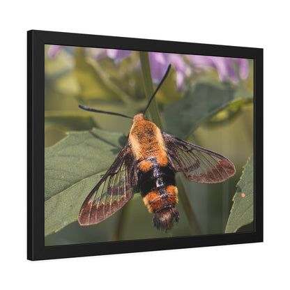 Sleeping Hummingbird Moth Framed Print | Nature Photography