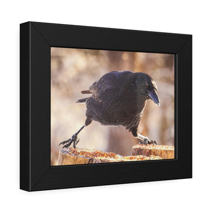 Crow Doing The Splits Framed Print | Nature Photography