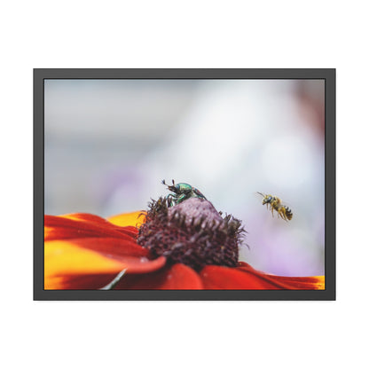 Japanese Beetle and Honey Bee Framed Print | Nature Photography