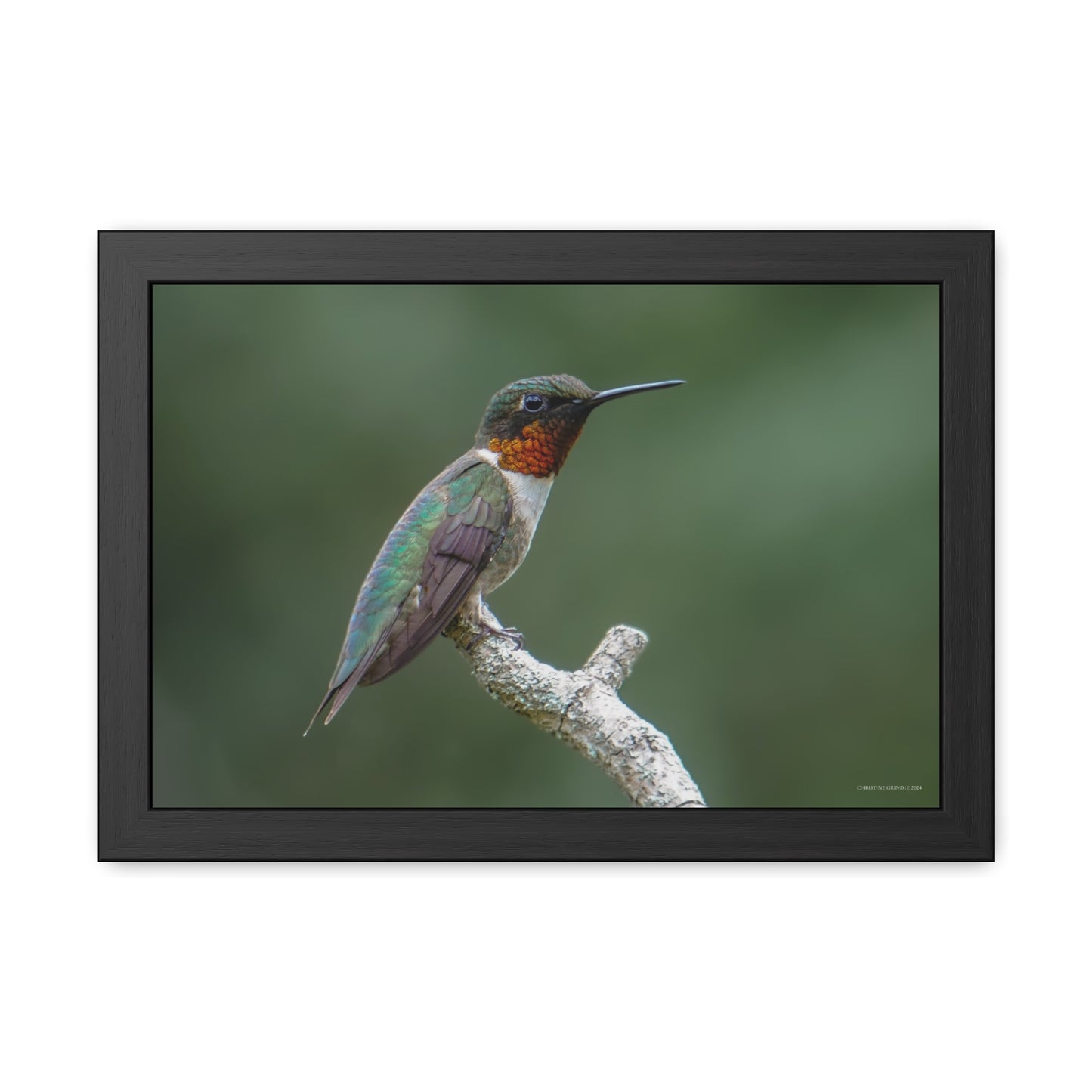 Ruby-Throated Hummingbird Framed Fine Art Photograph