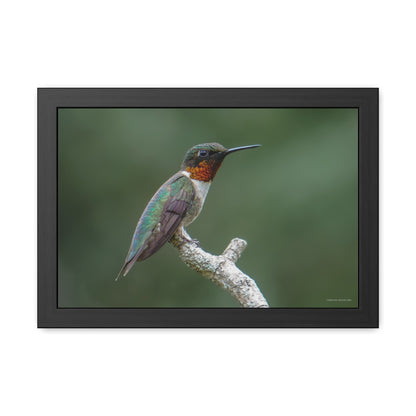 Ruby-Throated Hummingbird Framed Fine Art Photograph