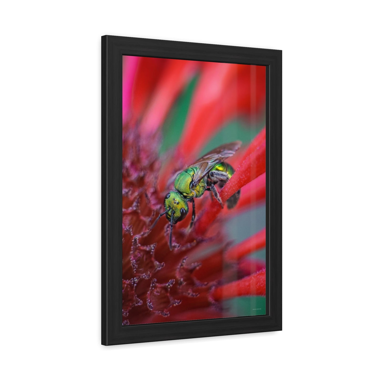 Beautiful Green Bee Framed Fine Art Photograph