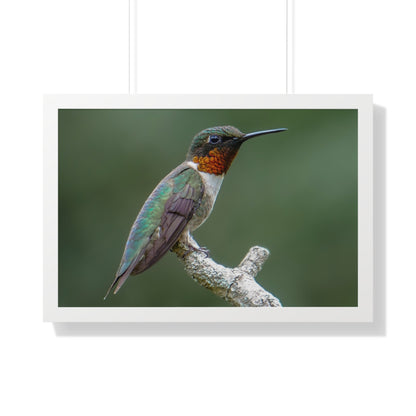 Ruby-Throated Hummingbird Framed Matte Print