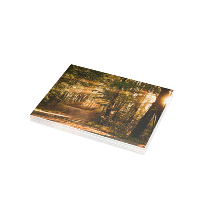 Sunbeams Streaming Onto Forest Path Blank Card Bundles (w/envelopes)