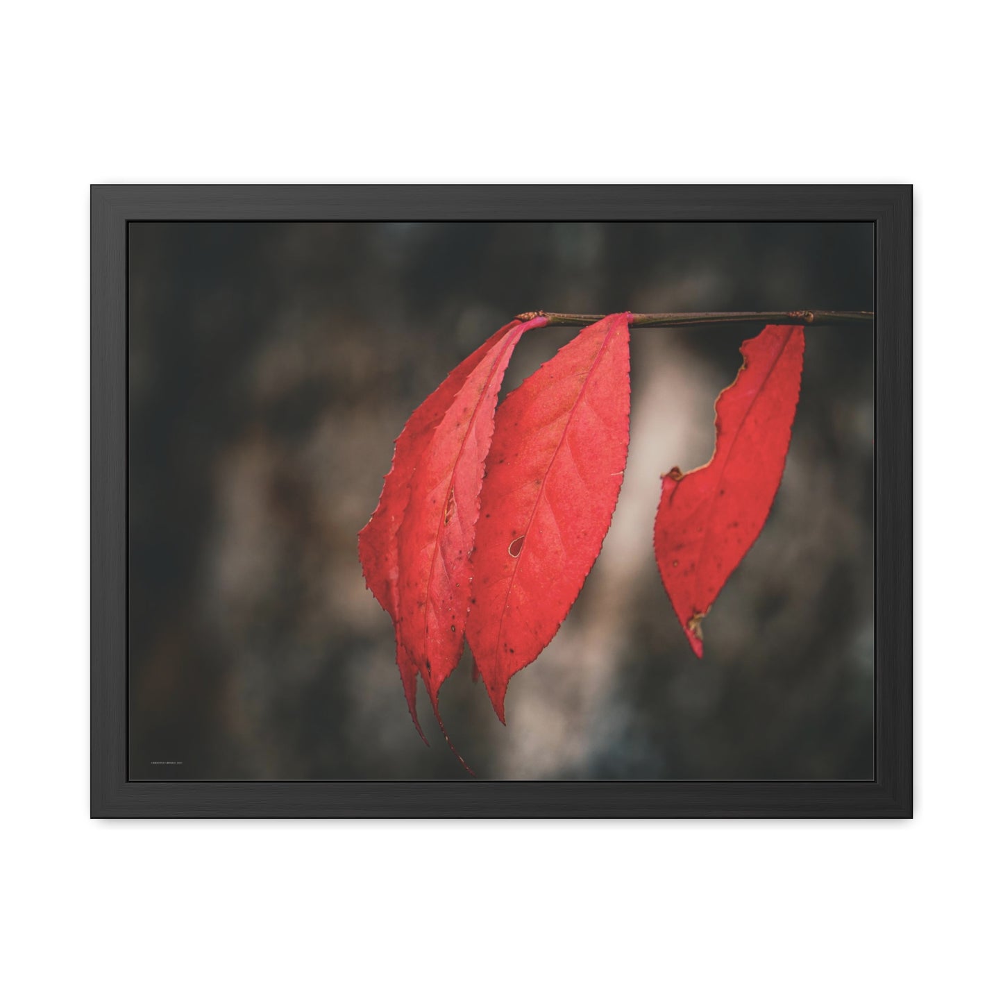 Leaves of Red Framed Fine Art Photograph