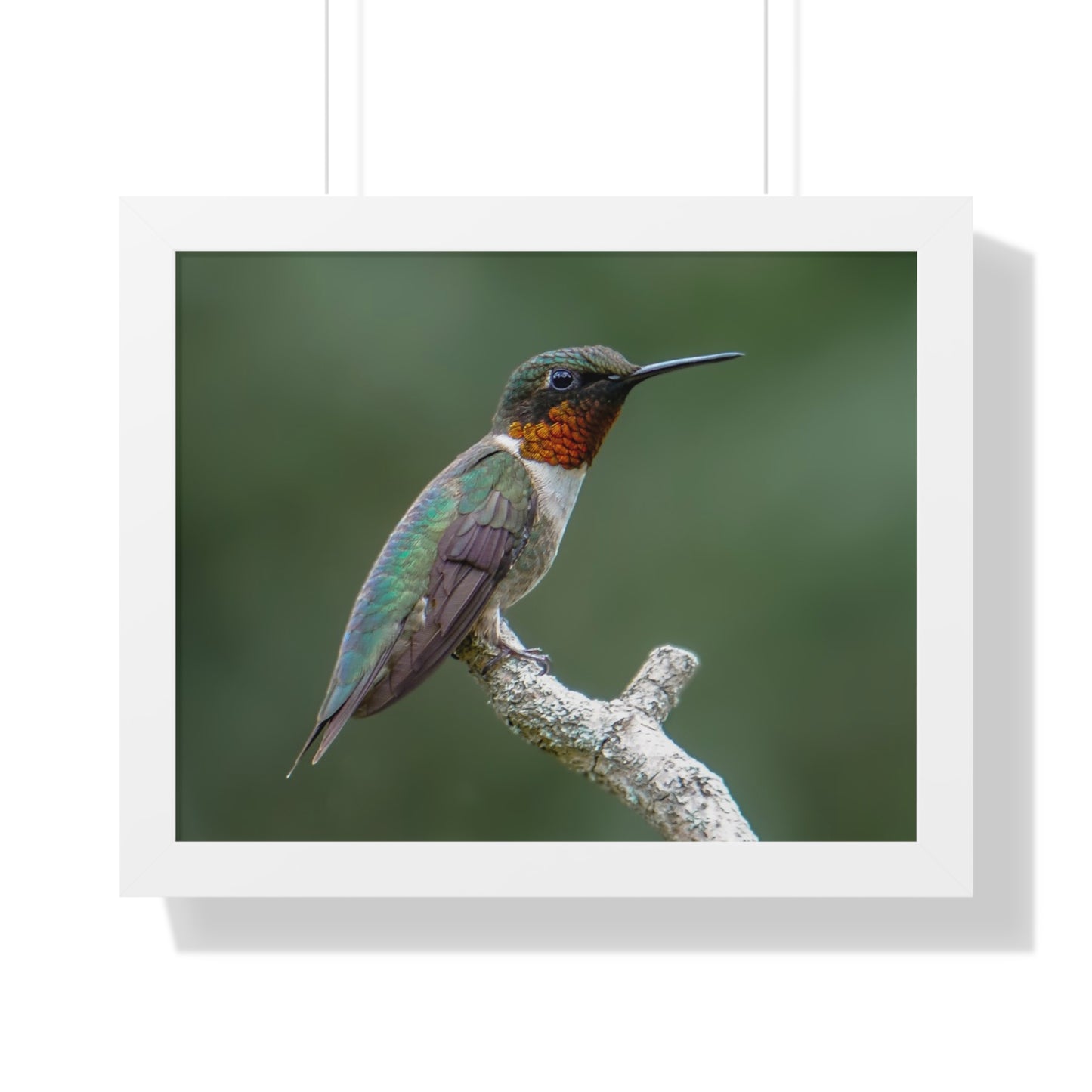 Ruby-Throated Hummingbird Framed Matte Print