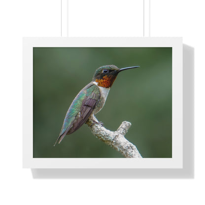 Ruby-Throated Hummingbird Framed Matte Print