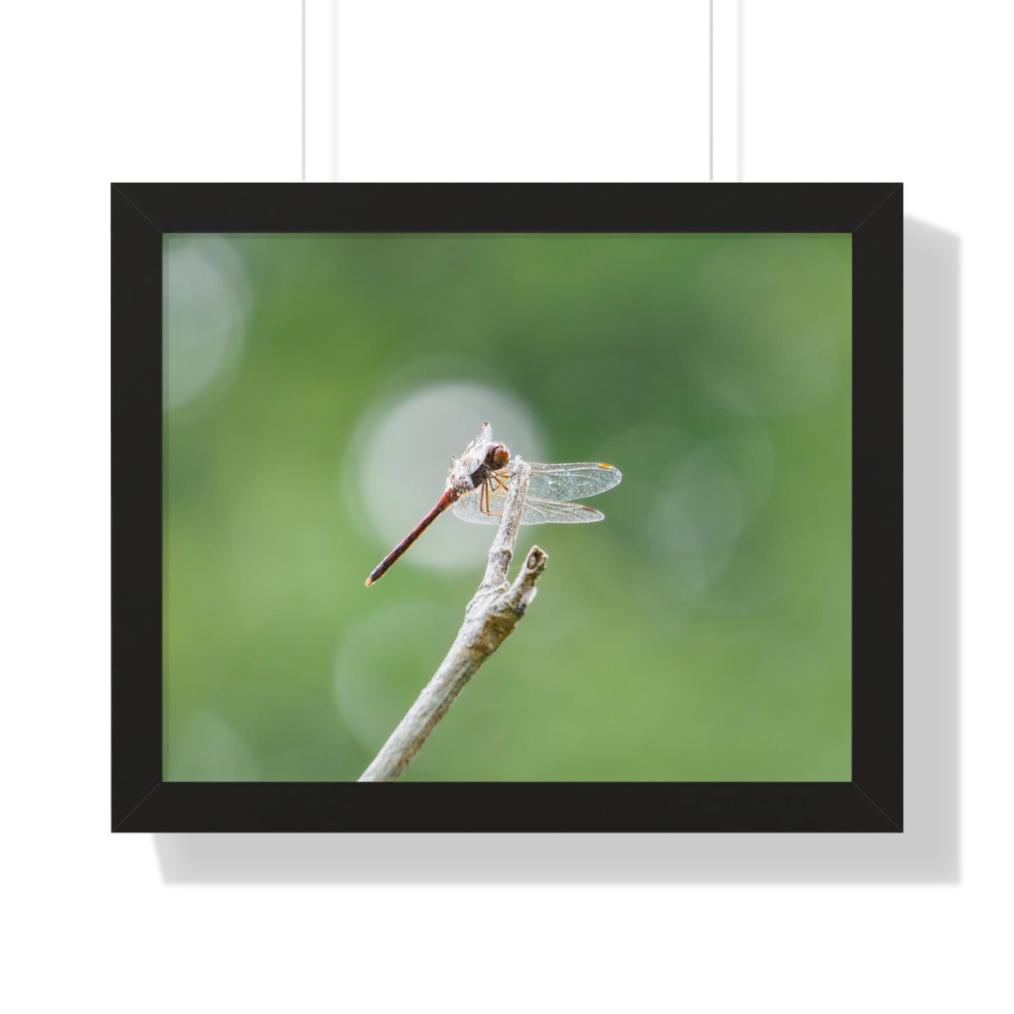 Dramatic Dragonfly Framed Matte Print