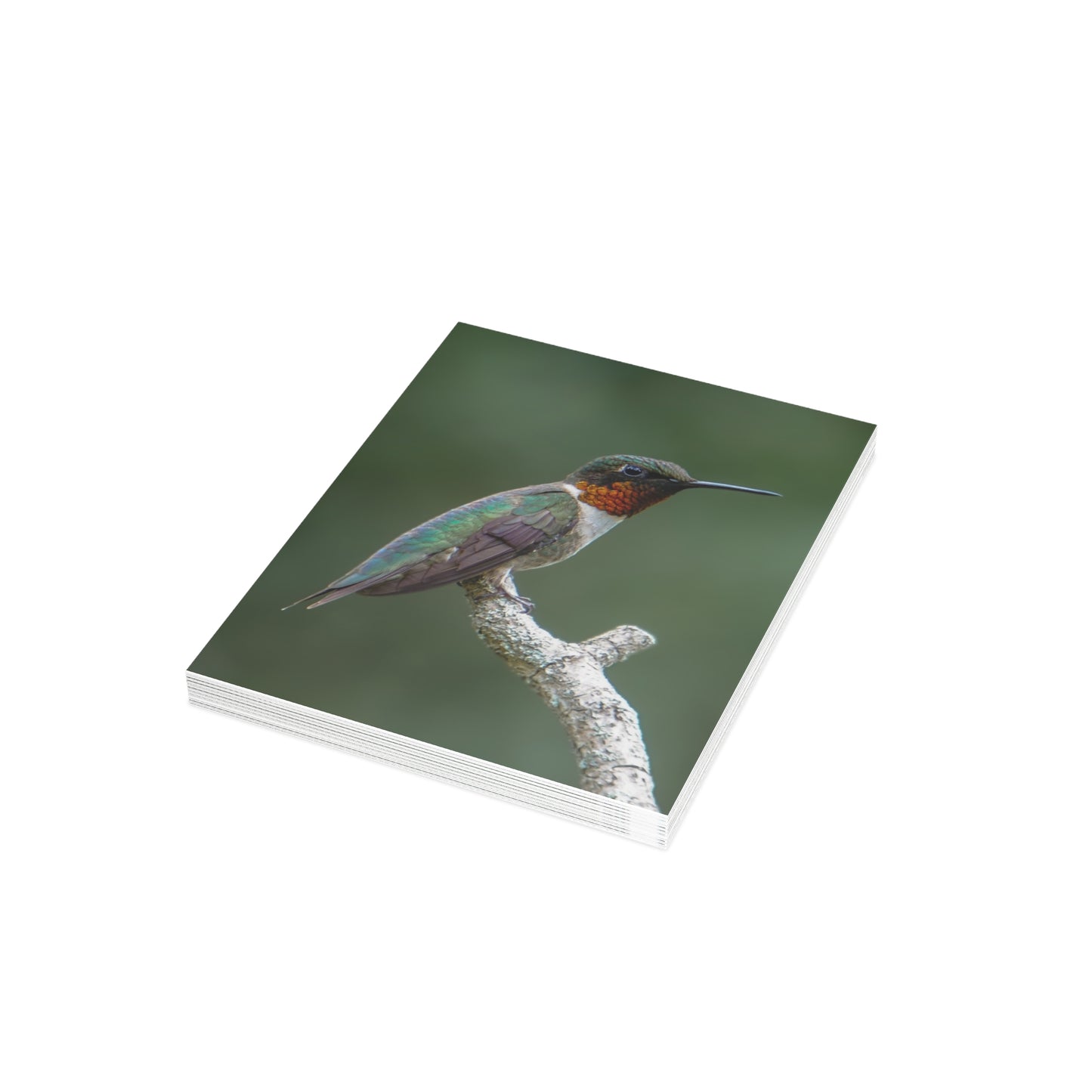 Macro Hummingbird Card Bundles (w/envelopes)