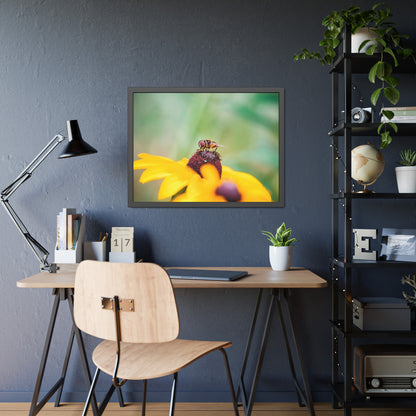 Flower Fly on Black-Eyed Susan Framed Print | Nature Photography
