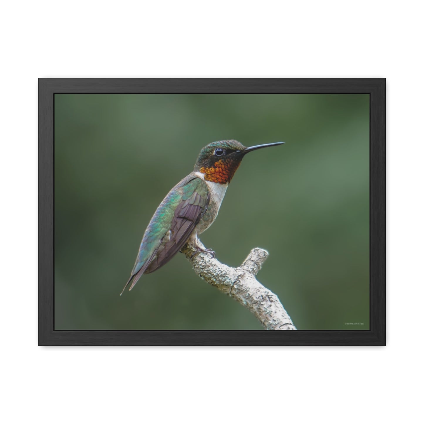 Ruby-Throated Hummingbird Framed Fine Art Photograph