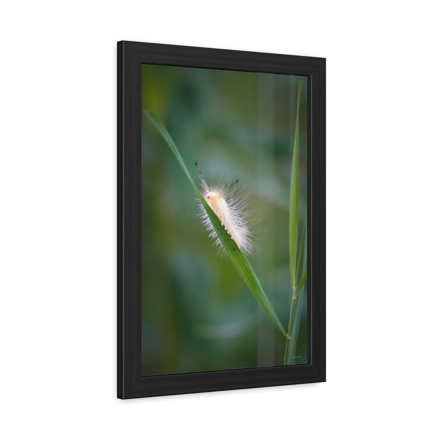 Fuzzy Feets Caterpillar Framed Fine Art Photograph