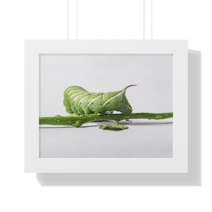 Tomato Hornworm Caterpillar Framed Matte Print