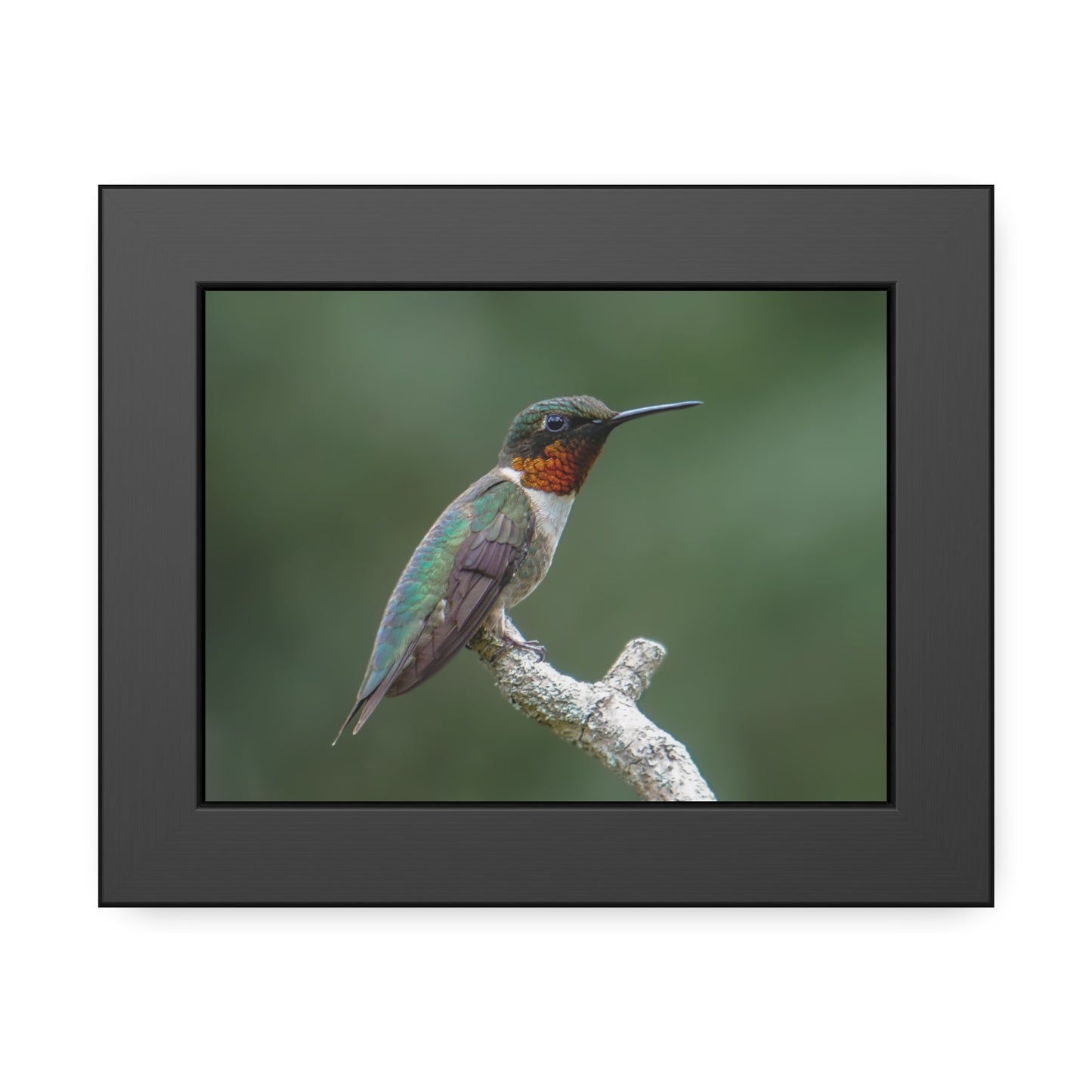 Ruby-Throated Hummingbird Framed Print | Nature Photography