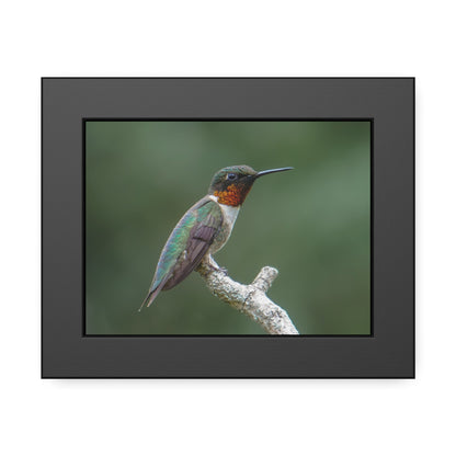 Ruby-Throated Hummingbird Framed Print | Nature Photography