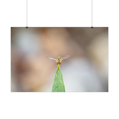 Flower Fly Poses in Macro Fine Art Print