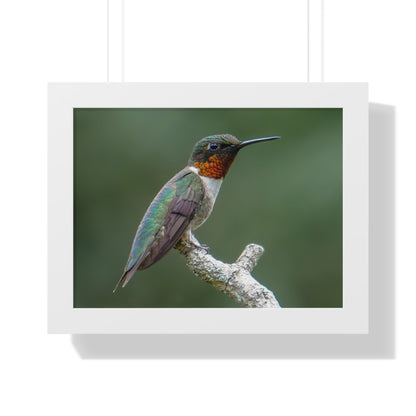 Ruby-Throated Hummingbird Framed Matte Print