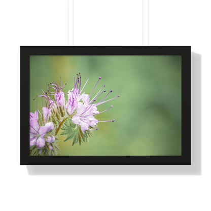 Macro Purple Wildflowers Framed Matte Print