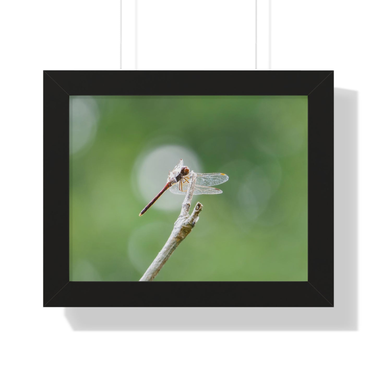 Dramatic Dragonfly Framed Matte Print